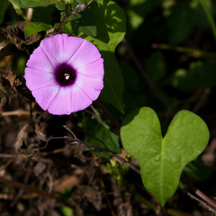 Ipomoea cordatotriloba