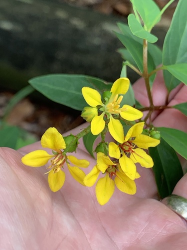 Galphimia gracilis