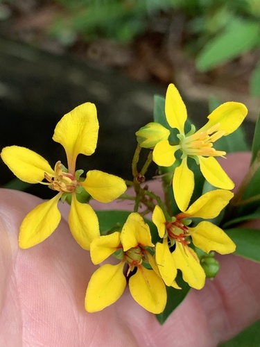 Galphimia gracilis