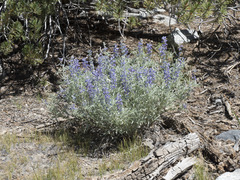 Lupinus argenteus montigenus