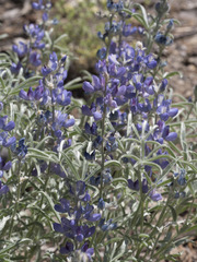 Lupinus argenteus montigenus