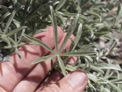 Lupinus argenteus montigenus