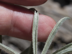Lupinus argenteus montigenus