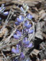 Lupinus argenteus montigenus