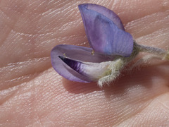 Lupinus argenteus montigenus