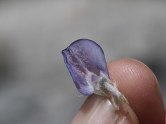 Lupinus argenteus montigenus