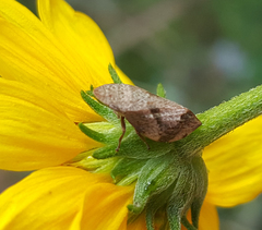 Lepyronia quadrangularis