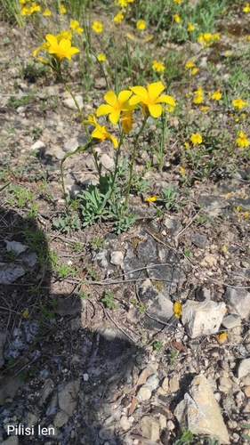 Linum dolomiticum