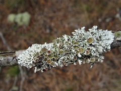 Imshaugia placorodia
