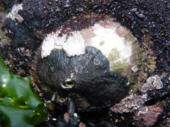 Fissurella costata