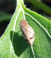 Lepyronia quadrangularis