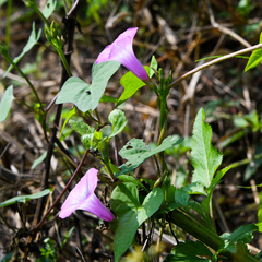 Ipomoea cordatotriloba