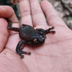 Medog Ridged-Nose Treefrog photo 3