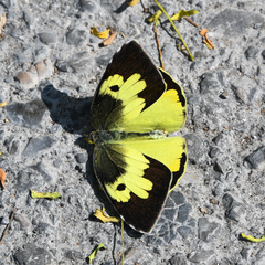 Zerene cesonia cesonia