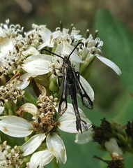 Carmenta albociliata