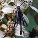 Carmenta albociliata - Photo (c) Curtis Eckerman, some rights reserved (CC BY-NC), uploaded by Curtis Eckerman