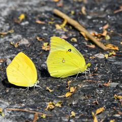 Zerene cesonia cesonia