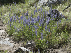 Lupinus covillei