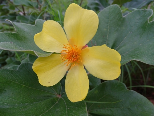 Cochlospermum image