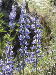 Lupinus covillei