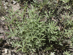 Lupinus covillei