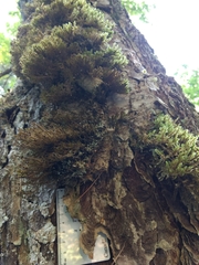 Neckera pennata image
