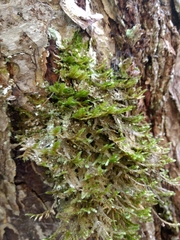 Neckera pennata image