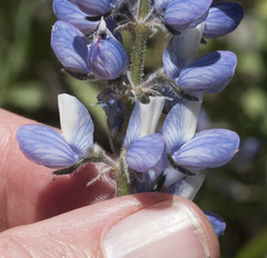 Lupinus covillei
