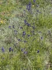 Delphinium polycladon