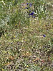 Delphinium polycladon