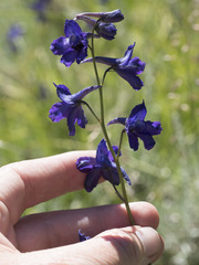 Delphinium polycladon