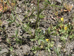 Delphinium polycladon