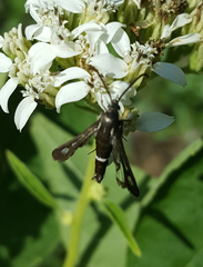 Carmenta albociliata