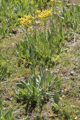 Senecio scorzonella