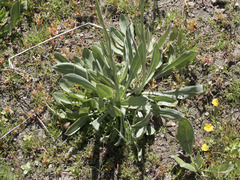Senecio scorzonella