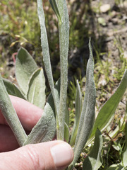 Senecio scorzonella
