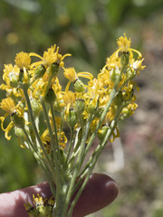Senecio scorzonella