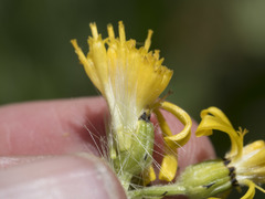 Senecio scorzonella
