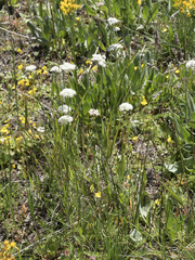 Perideridia parishii