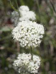 Perideridia parishii