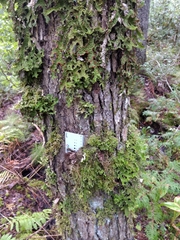 Neckera pennata image
