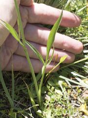 Perideridia parishii