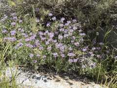 Monardella odoratissima glauca