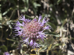 Monardella odoratissima glauca