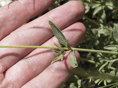 Monardella odoratissima glauca