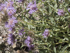 Monardella odoratissima glauca