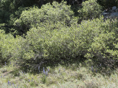 Salix orestera