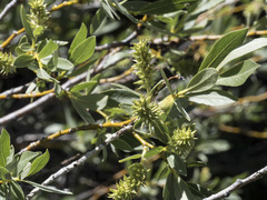 Salix orestera