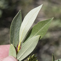 Salix orestera