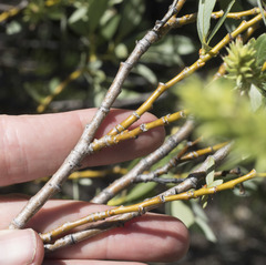 Salix orestera